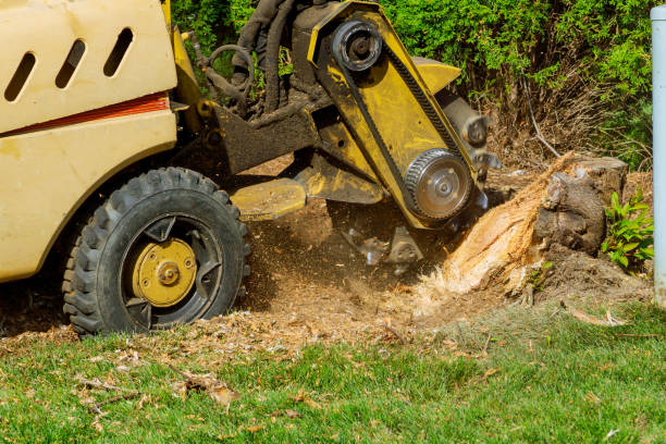 How Our Tree Care Process Works  in  Polson, MT